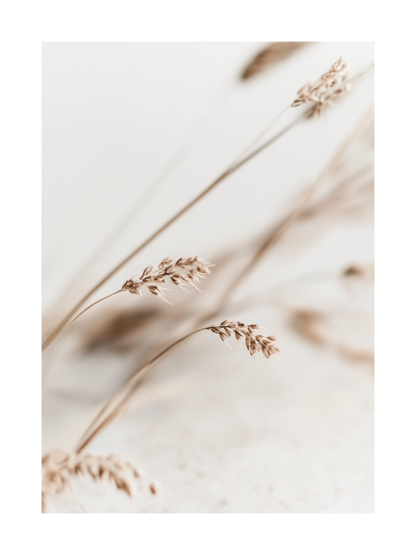 Poster of soft beige wheat close-up with minimalist background