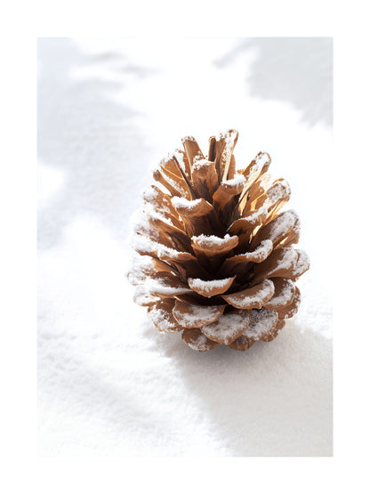 Close-up of a pinecone covered in snow on a bright white surface.