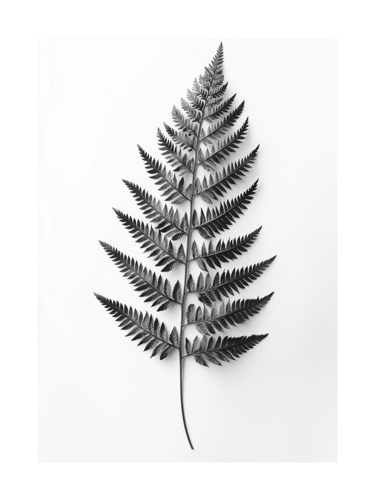 Black and white image of a single fern leaf on white background