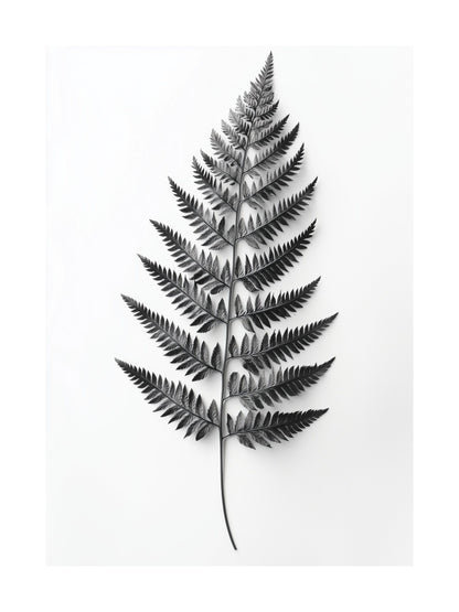 Black and white image of a single fern leaf on white background