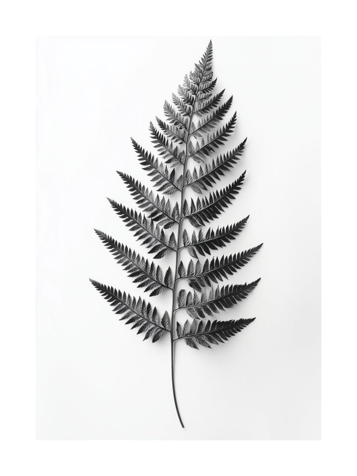 Black and white image of a single fern leaf on white background