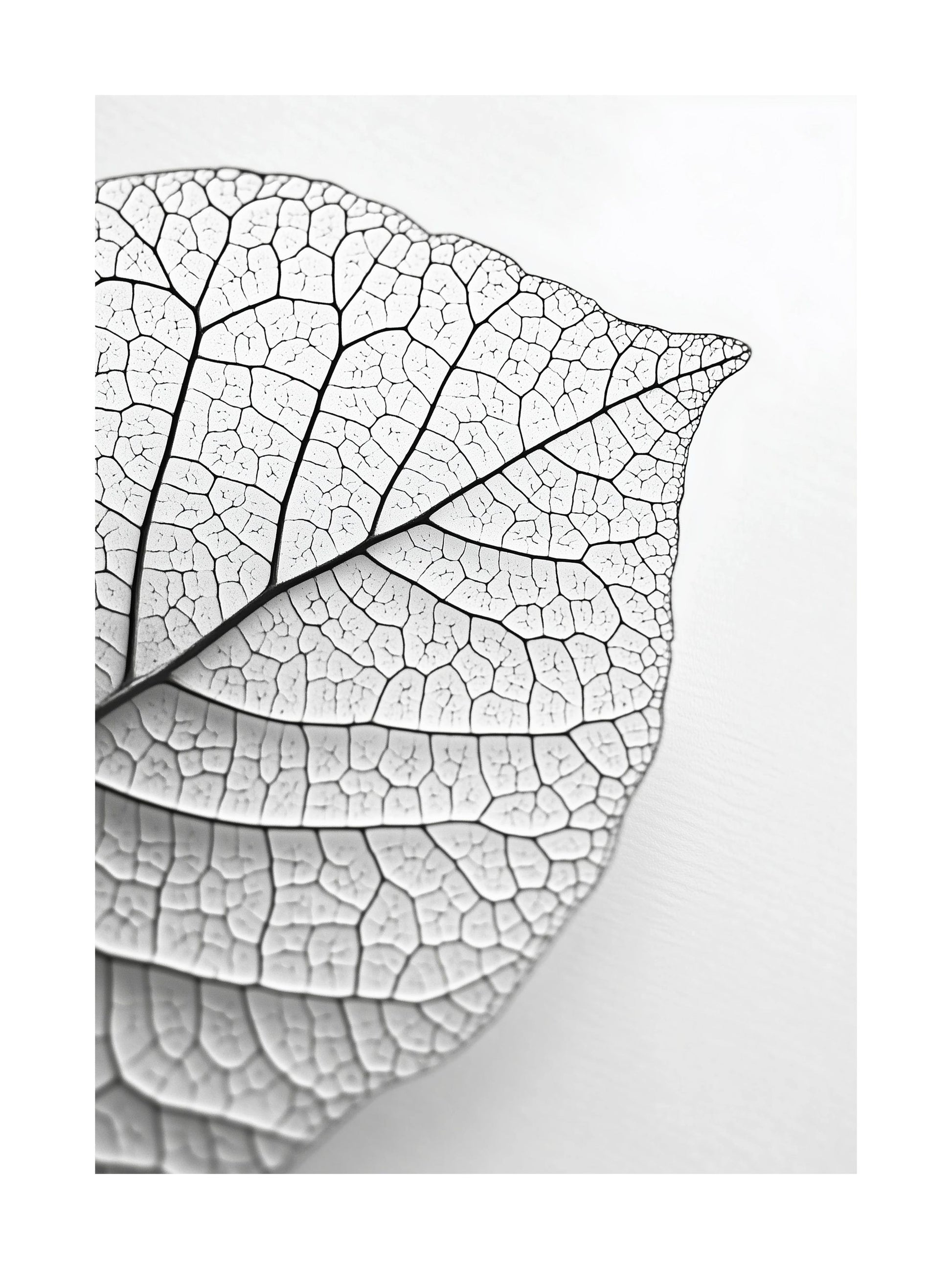 Close-up black and white photo of a dried leaf with visible veins
