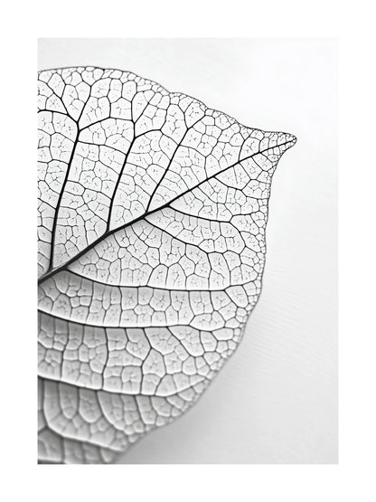 Close-up black and white photo of a dried leaf with visible veins
