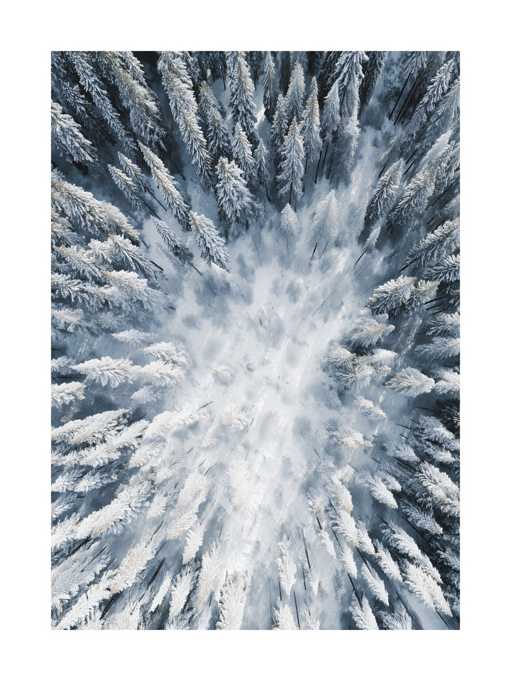 Aerial view of a snow-covered forest with frosty pine trees in winter.
