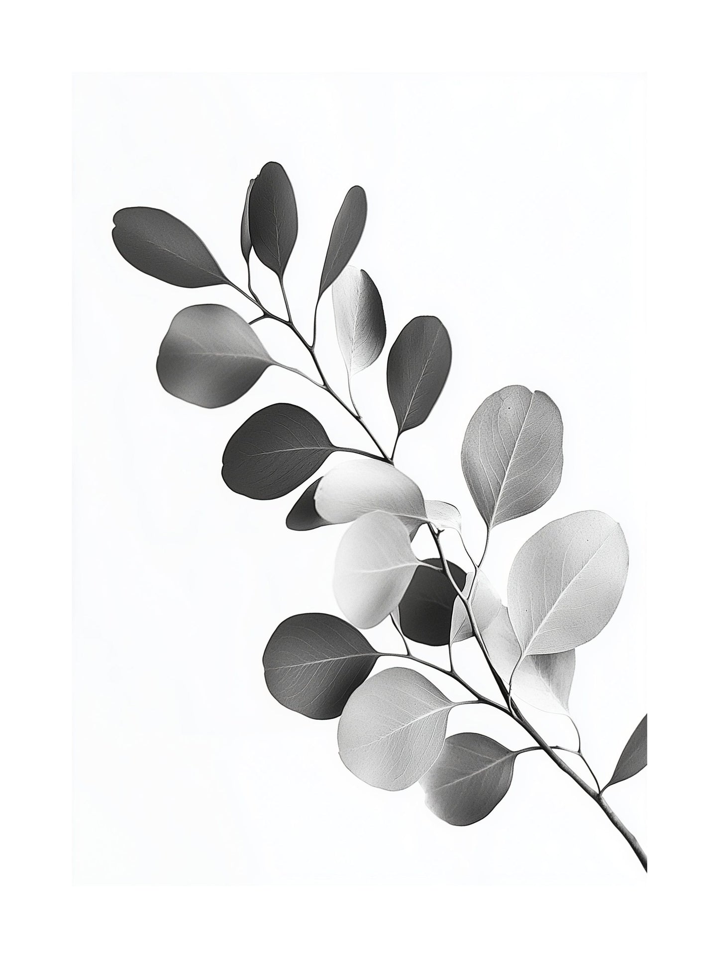 Black and white photo of eucalyptus branch with round leaves
