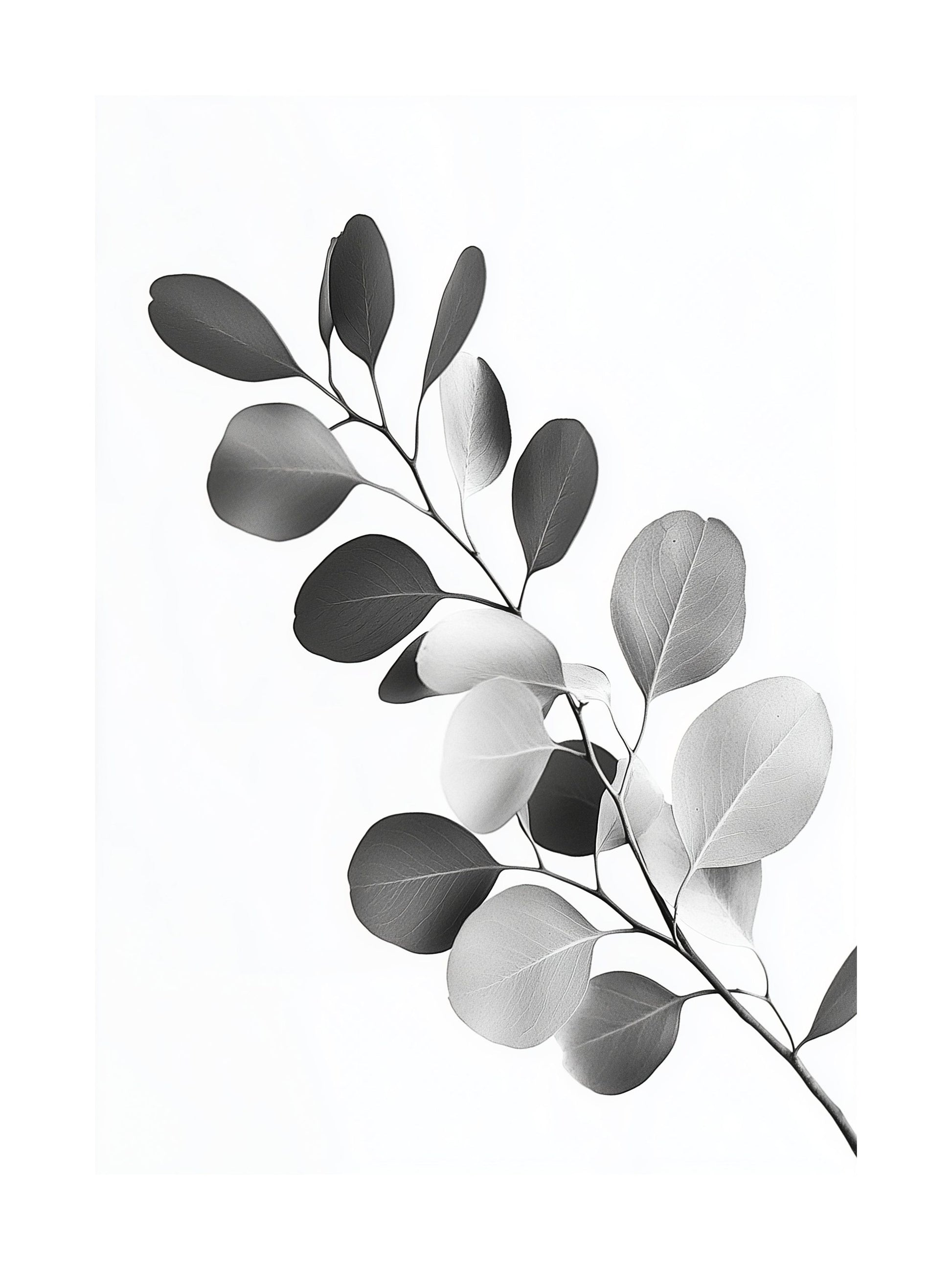 Black and white photo of eucalyptus branch with round leaves
