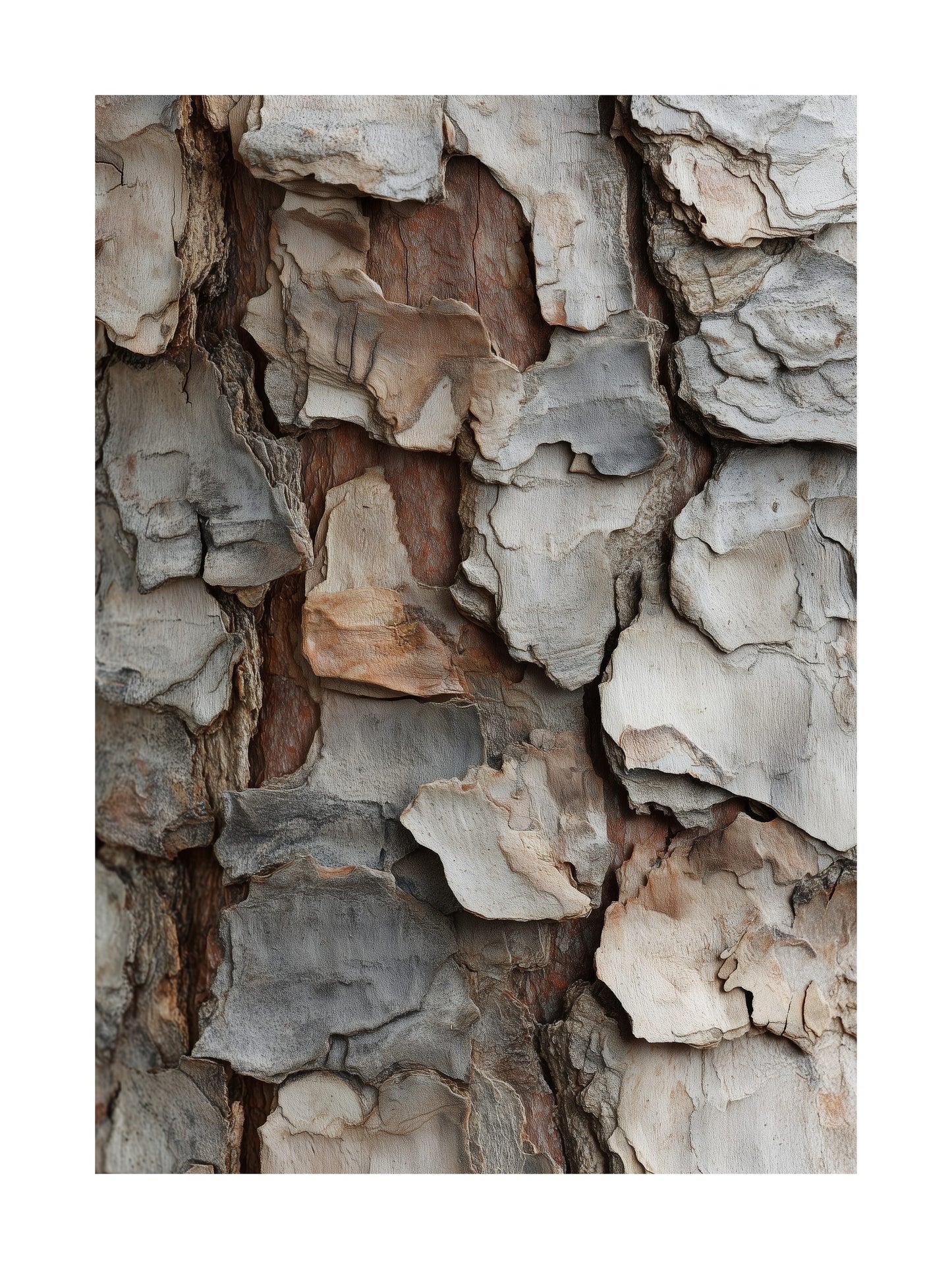 Layered pine bark texture with warm earthy tones Scandinavian nature poster