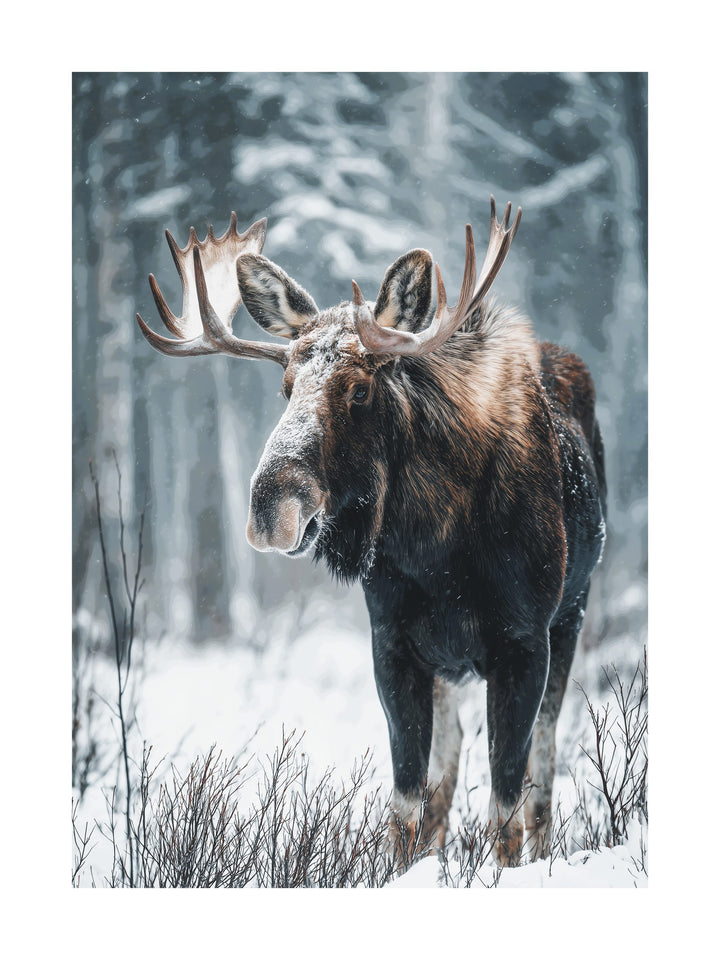 Photo of a moose in snow-covered forest during winter.