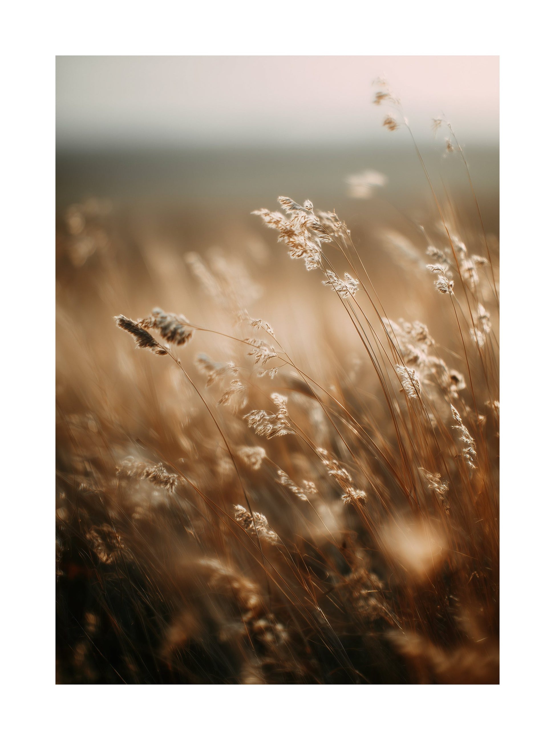 Poster of golden wildflowers swaying in autumn light
