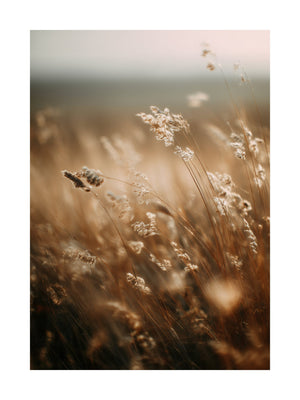 Golden Meadow Poster